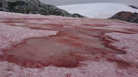 ein zeichen des klimawandels roter schnee in der antarktis blick