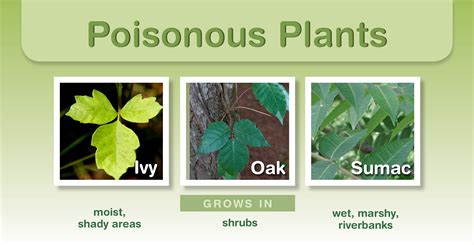 Avoiding And Treating For Contact With Poisonous Plants