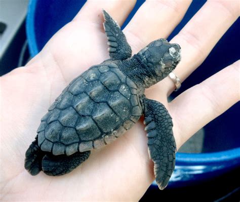 Hatchling Sea Turtle Rider To Be On View At Skidaway Marine Science Day UGA Today