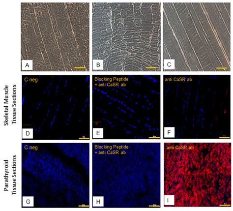 Human Skeletal Muscle Tissue Hsmt Sections Observations In Phase