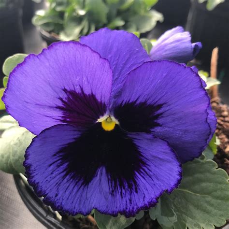 Pansy Matrix Blue Blotch Pansy From Saunders Brothers Inc
