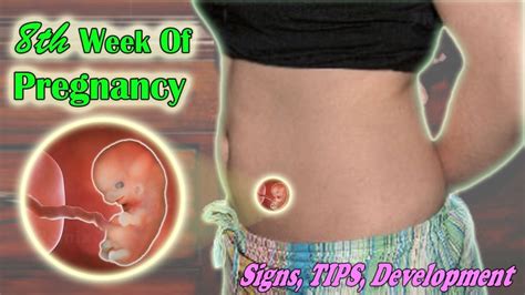 8th Week Of Pregnancy The Signs Growths And Tips To A Healthy