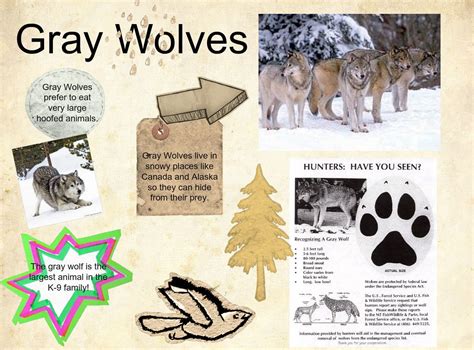 Part 2 Grey Wolf Facts For Kids Wolf