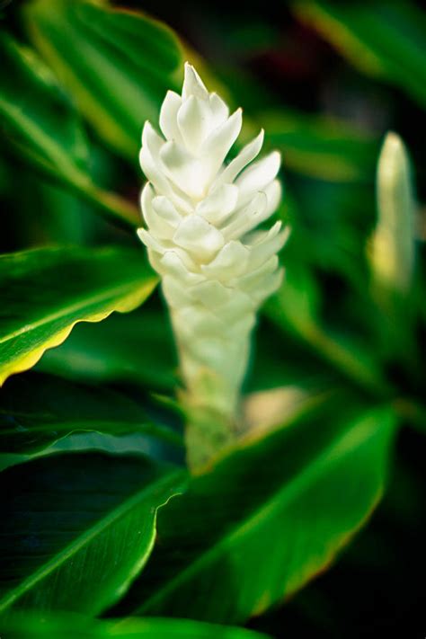 white ginger photograph by brent schlea fine art america