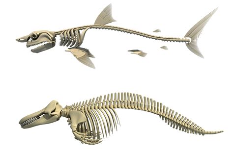 3d Sharks Skeletons 3d Model Animal Skeletons Shark Pictures Whale