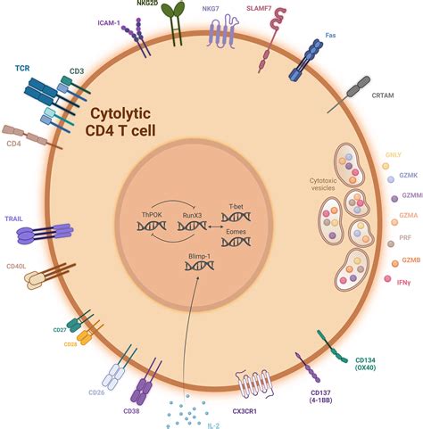 Frontiers The Era Of Cytotoxic Cd4 T Cells
