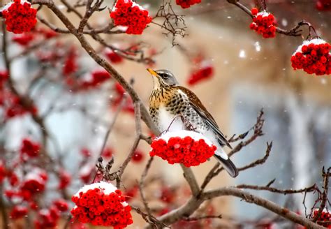 Wallpaper Birds Animals Nature Red Snow Winter Branch Frost