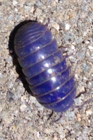 Found This Enormous Purple Roly Poly Bug In My Garden The Other Day I