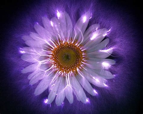 Uncovering The Aura Secrets Of Kirlian Photography