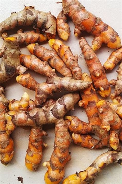 Guide To Growing Turmeric Indoors The Indoor Nursery