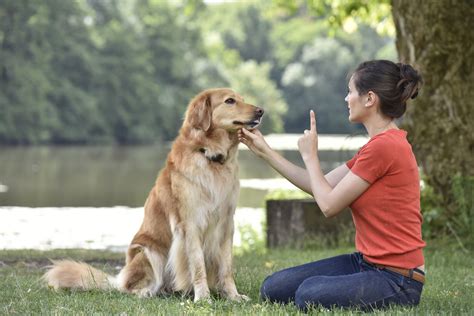 Scientific Dog Training Method Everything You Need To Know
