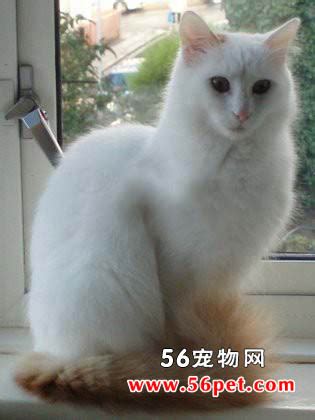 Hán tự form of thổ nhĩ kì (turkish). 土耳其梵猫_长毛猫品种 - 56宠物网