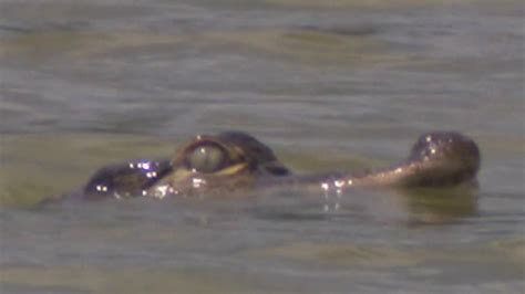 Elusive Chicago Lagoon Alligator Draws Crowds Inspires Social Media