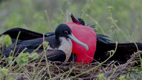 The Frigatebird Exploring Galapagos Islands Birds Celebrity Cruises