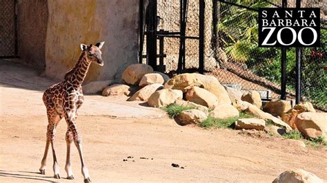 Adorable Baby Giraffe Debuts At Santa Barbara Zoo Abc7 Los Angeles