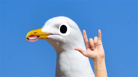 Seagull Jokes Funny Seagull Jokes