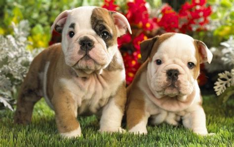 Bulldog Puppies Wallpapers