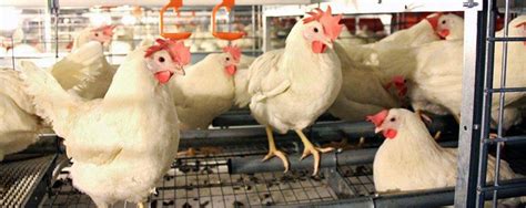 Poultry Products By B W Feed And Seed