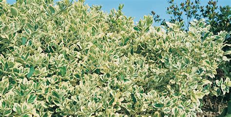 Una felce sempreverde, resistente al freddo che può essere allevata in vaso e in alcune zone anche all'aperto. Piante da giardino: dall'autunno fino ai primi freddi