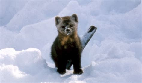 American Marten Animals Amazing Facts And New Pictures Animals Lover