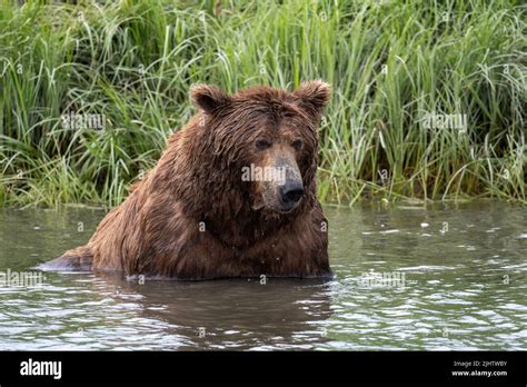 Alaskan Brown Bear Fishing For Salmon In Mikfik Creek In Mcneil River