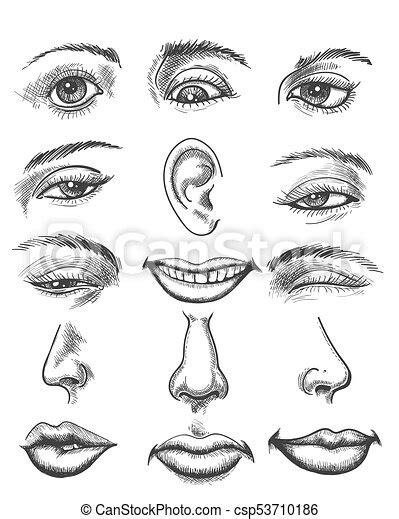 Free human face parts vector download in ai, svg, eps and cdr. Vintage sketch human face parts. Engraving lips and ear, eye and nose. vintage sketch human ...