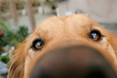 13 Adorable Nosy Dogs That Youll Want In Your Business