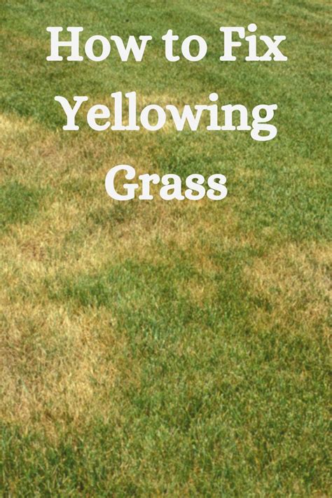 How To Fix Yellowing Grass In 2023 Lawn Problems Lawn Care Tips Grass