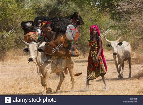 Tschad, Sahel, Loumia Savanne, Migration der Fulani oder Foulbe Nomaden mit ihren zebus ...