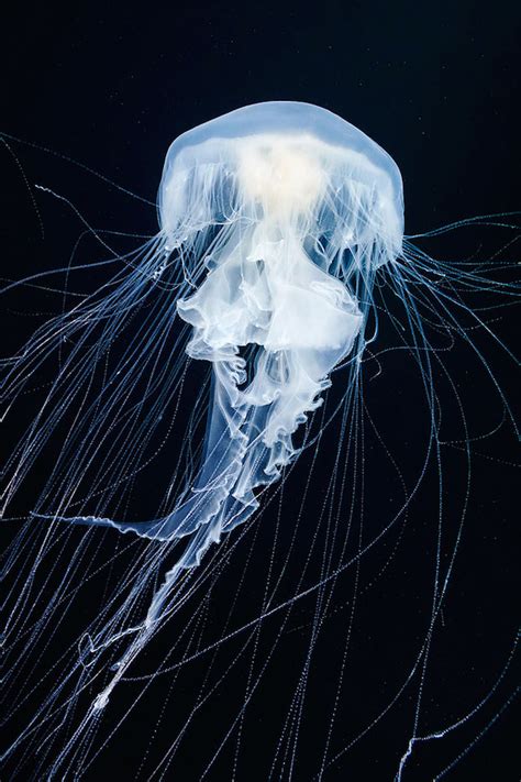 Jellyfish Underwater Photography Alexander Semenov 19 Fubiz Media