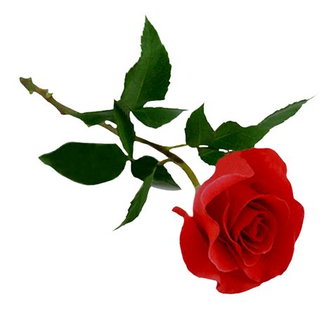Red Rose PNG Image PurePNG Free Transparent CC PNG Image Library