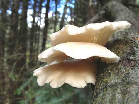 Identification Method Of Oyster Mushroom How To Grow Mushrooms