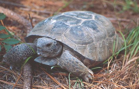 Gopher Tortoise Florida Wildlife Federation