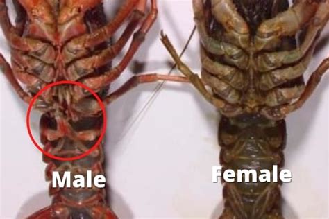 Crayfish Sexing How To Determine The Gender Of Your Crayfish Acuario