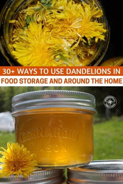 Visit our website and get a quote for all of your storage or mobile office needs. 30 Ways to Use Dandelions in Food Storage and Around the ...