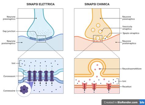 Sinapsi Silenti Per La Memorizzazione Negli Adulti Aula Di Scienze