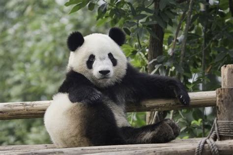 Tapeta Na Monitor Zvířata Zvíře Medvěd Panda Příroda Strom