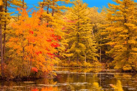 Autumn Forest By River Free Stock Photo Public Domain Pictures