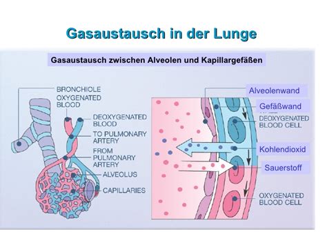 Blut hirn schranke und blut luft schranke mehr sehen blut thymus schranke. Lungenmanifestation