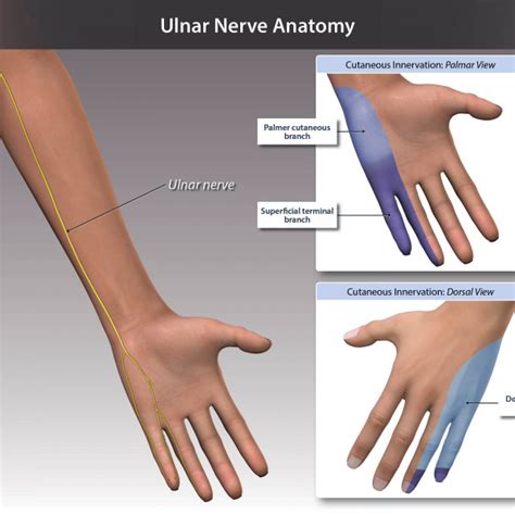 Ulnar Nerve Anatomy Trialexhibits Inc