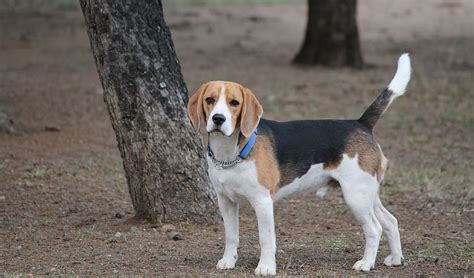768x1024px Free Download Hd Wallpaper Adult Tricolor Beagle