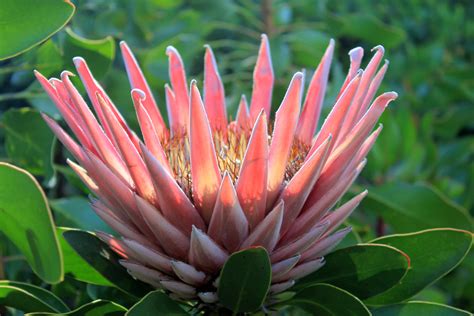 Une Jolie Fleur Protea En Afrique Du Sud