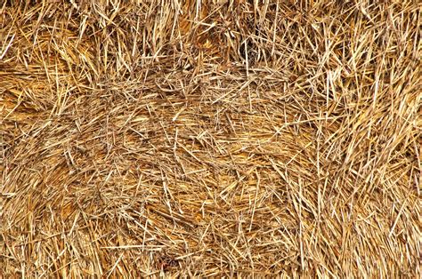 Free Picture Detail Dry Haystack Pattern Straw Yellow Summer