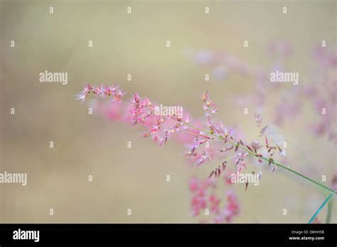 Pink Wildflowers In Meadow Stock Photo Alamy