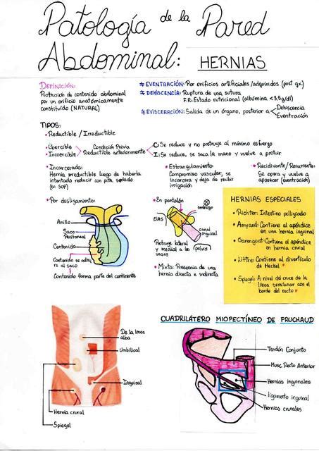 Hernias Anatomía Apuntes De Medicina Udocz