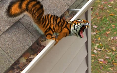 Funny Tiger Pictures