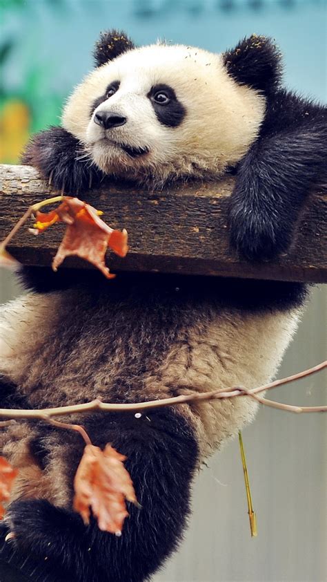 Cute Panda Artwork Wallpapers Download Mobcup