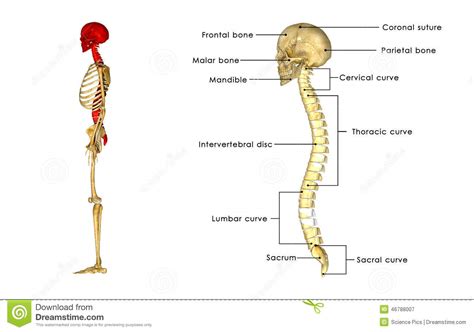The bones in a saddle joint can rock back and forth and from side to side, but they have. Back Bone With Skull Side View Stock Illustration ...