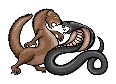 Mongoose Logo Illustrations Royalty Free Vector Graphics And Clip Art