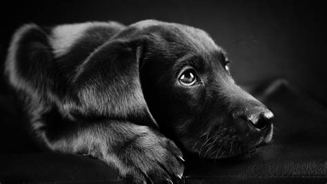 Dog Animals Labrador Retriever Black Puppies Closeup Face Black